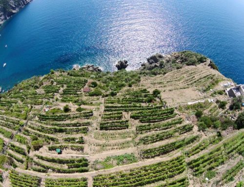 Overhanging vineyards on the sea or montain ledges produce wine to discover.